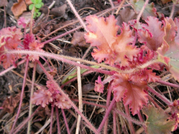 Хойхера (Heuchera)