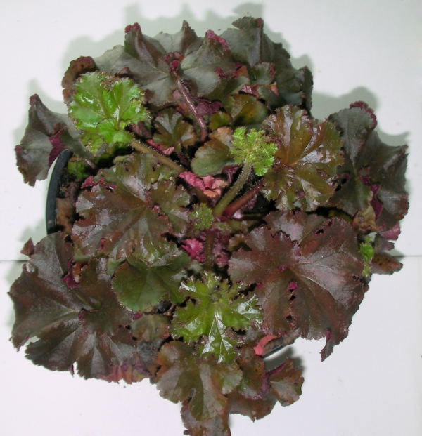 Хойхера (Heuchera)
