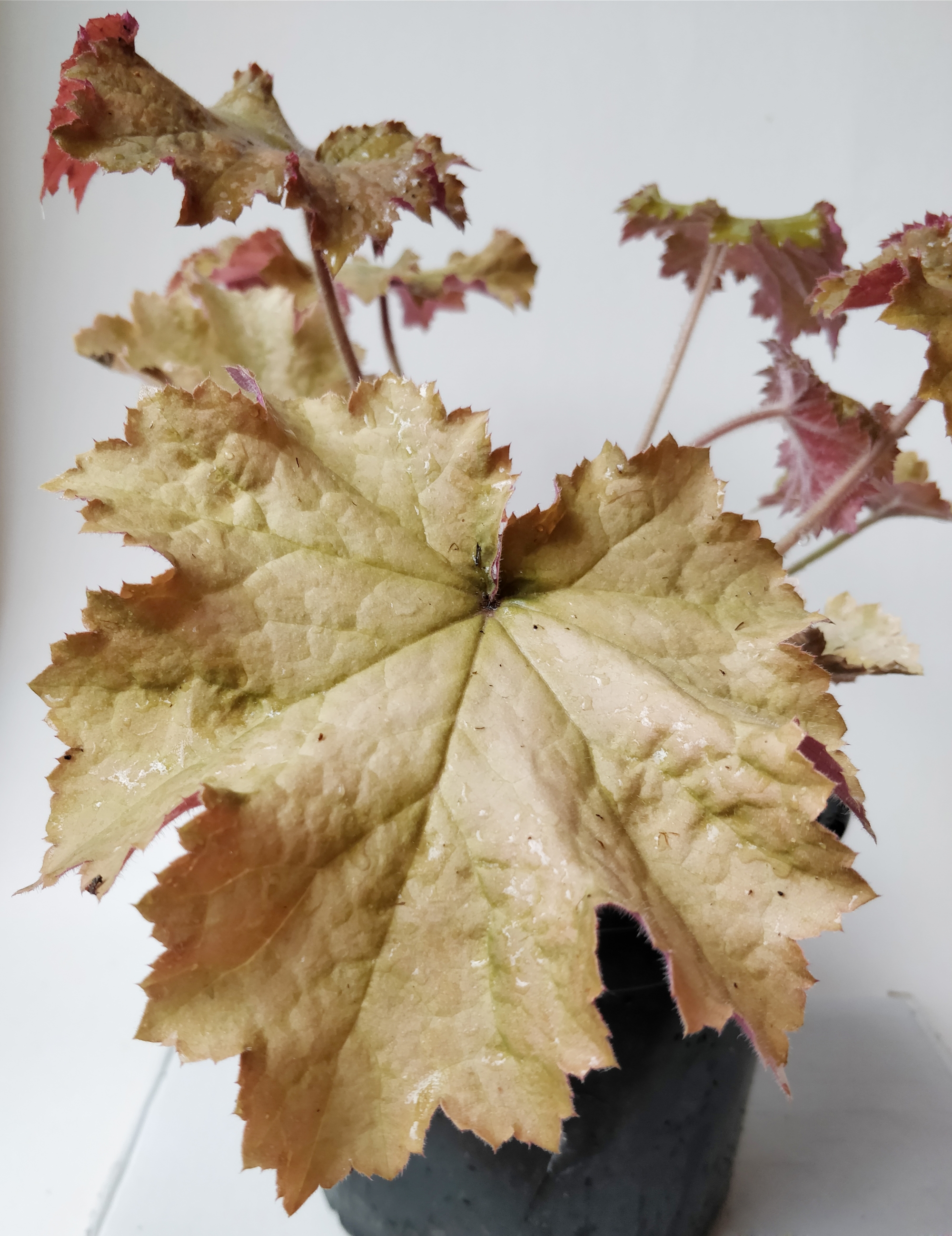 Хойхера (Heuchera)