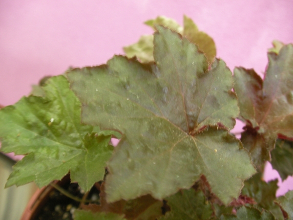 Хойхера (Heuchera palace purple)