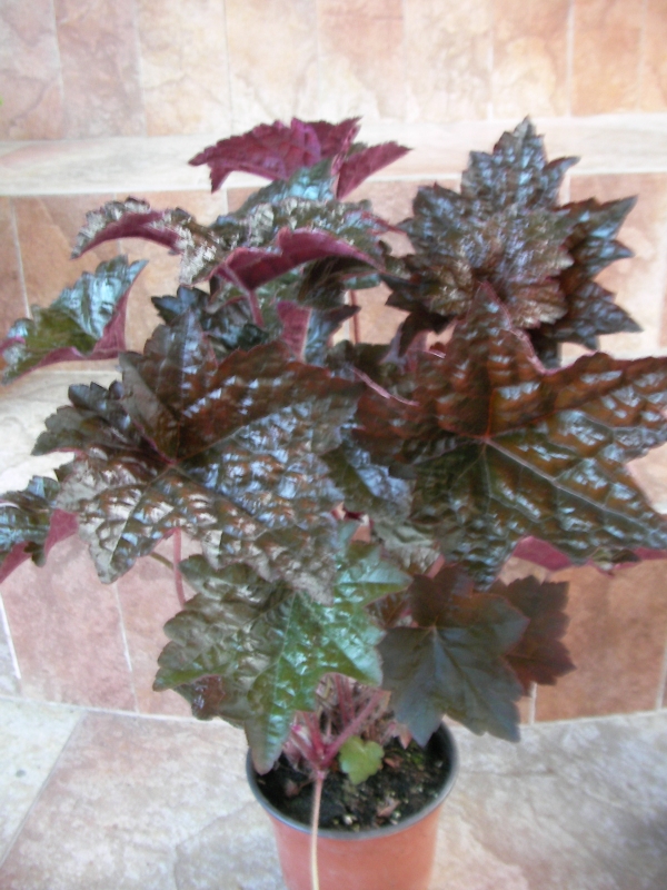 Хойхера (Heuchera americana palace purple)