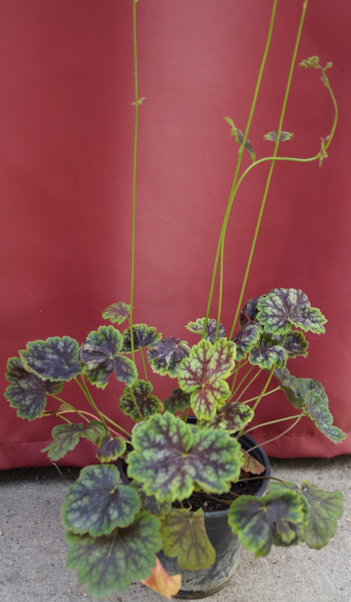 Хойхера Хеухера (Heuchera)