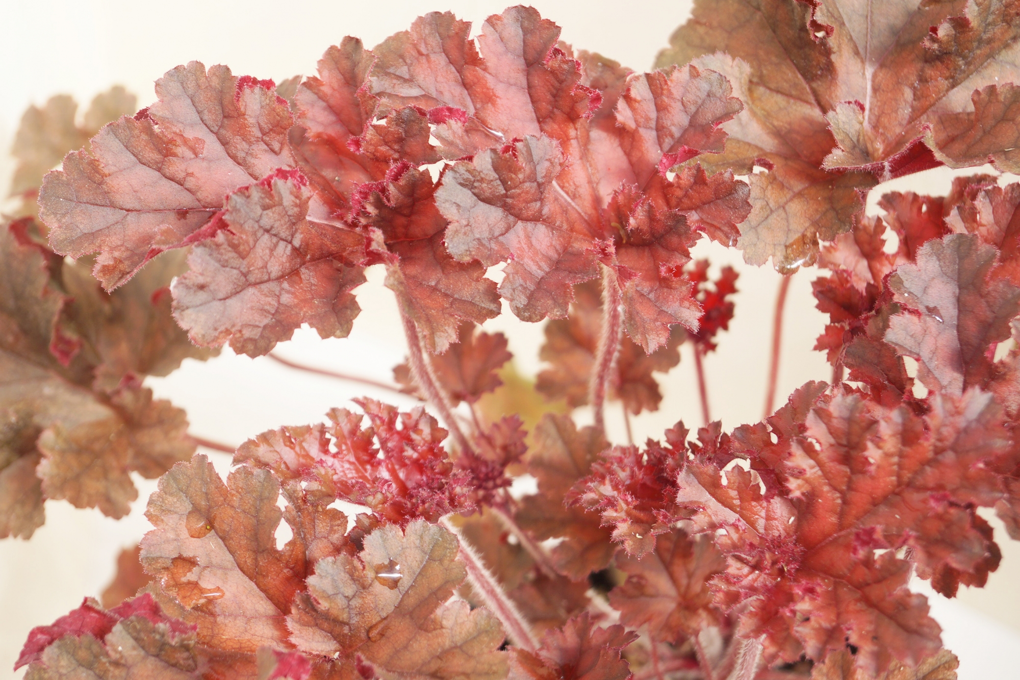Хойхера Хеухера (Heuchera)