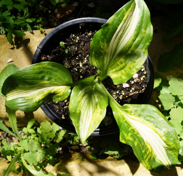 Хоста Албопикта, Функия (Hosta Halcyon)