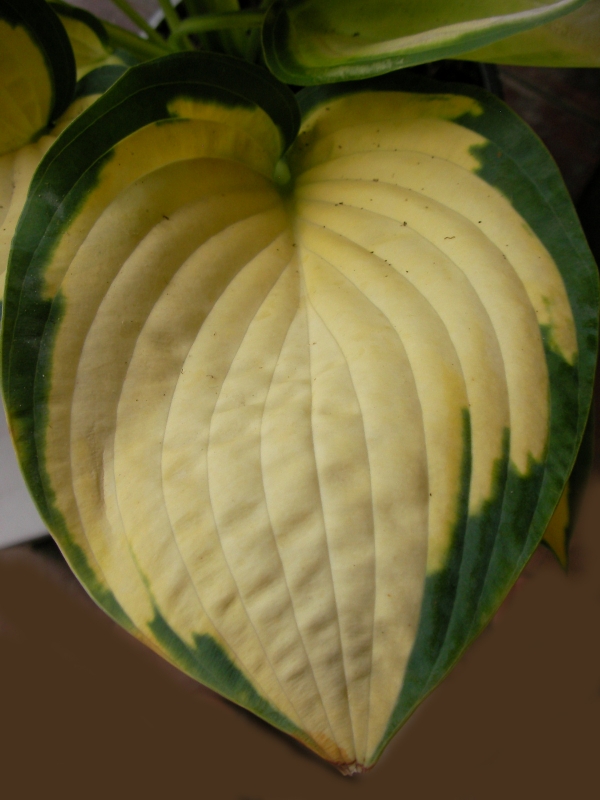 Хоста, Функия (Hosta)