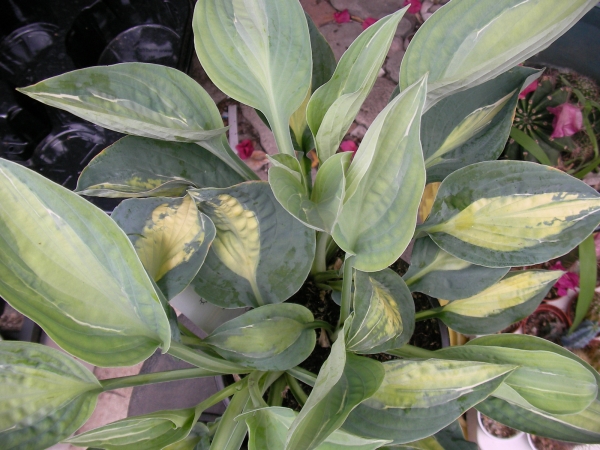 Хоста, Функия (Hosta)