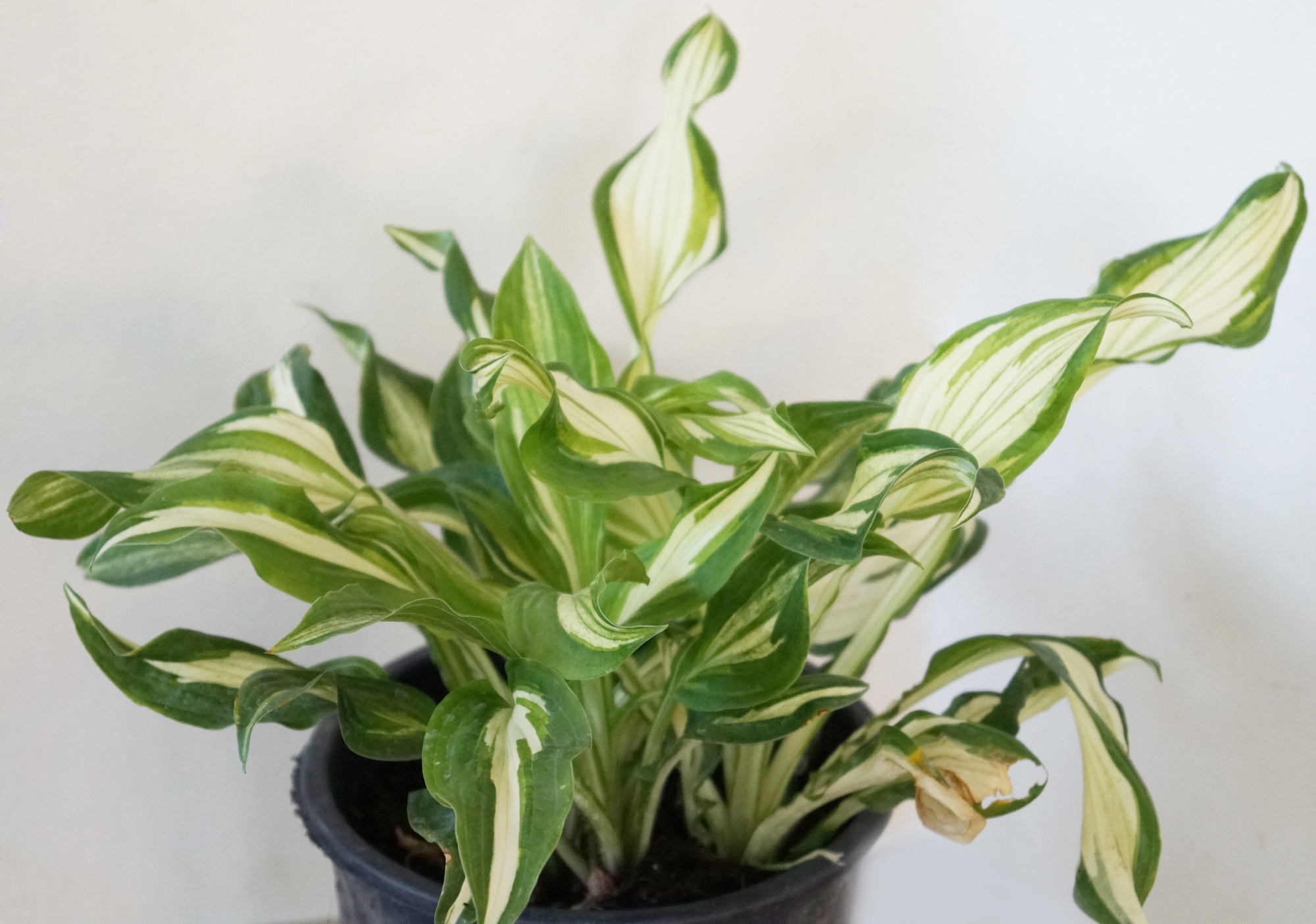 Хоста, Функия (Hosta)