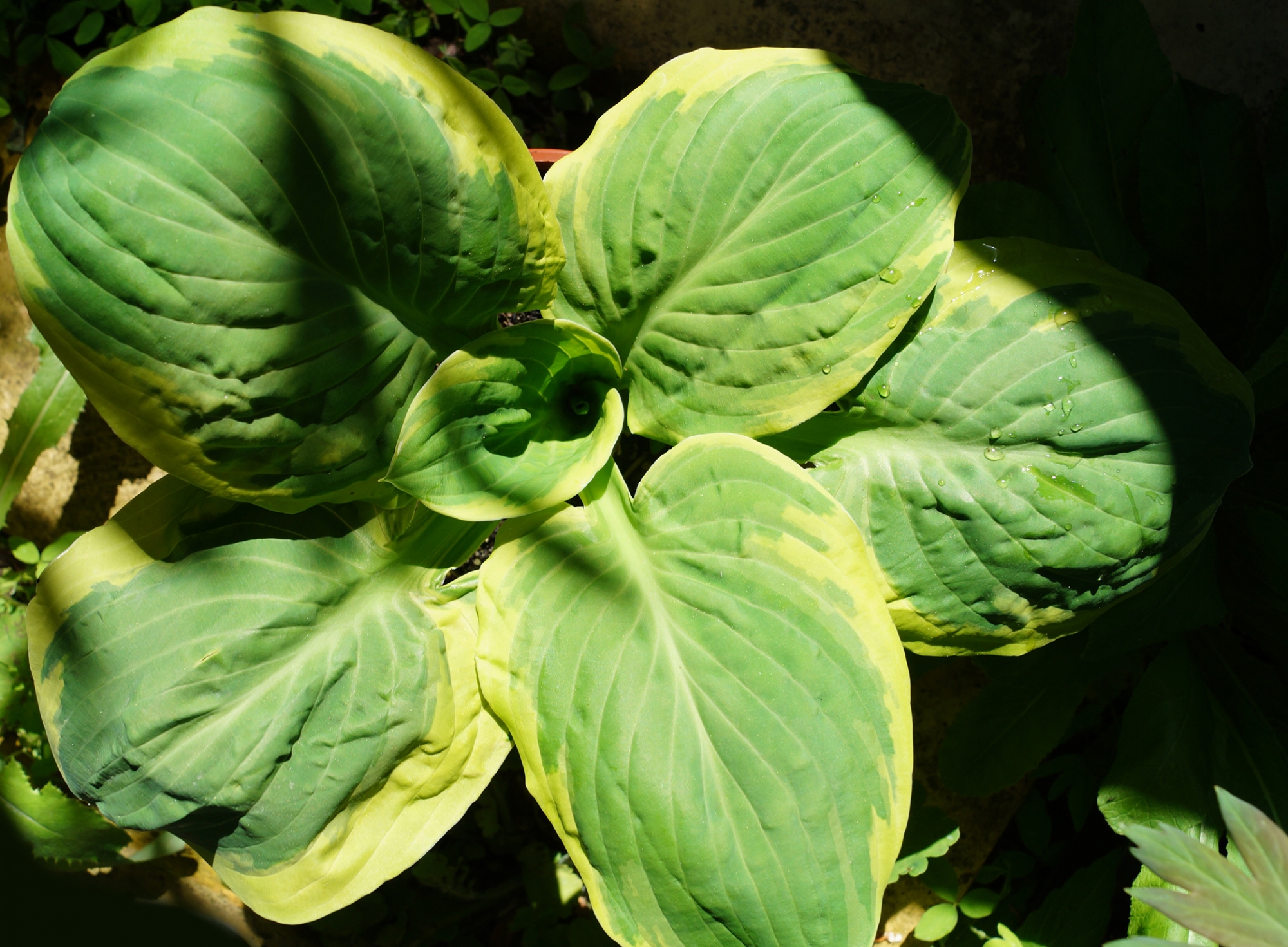Хоста (Hosta)
