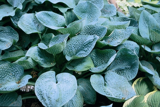 Хоста (Hosta Big Daddy)