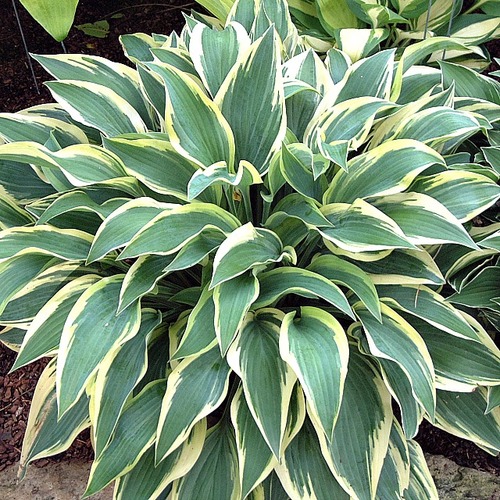 Хоста (Hosta Wolverine)