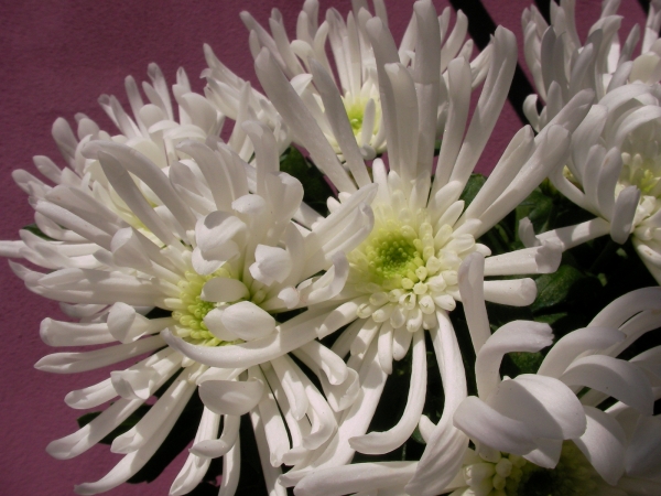 Хризантема бяла (Chrysanthemum)