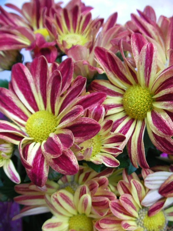 Хризантема (Chrysanthemum)