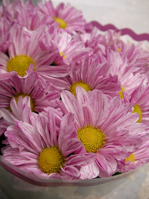 Хризантема (Chrysanthemum)