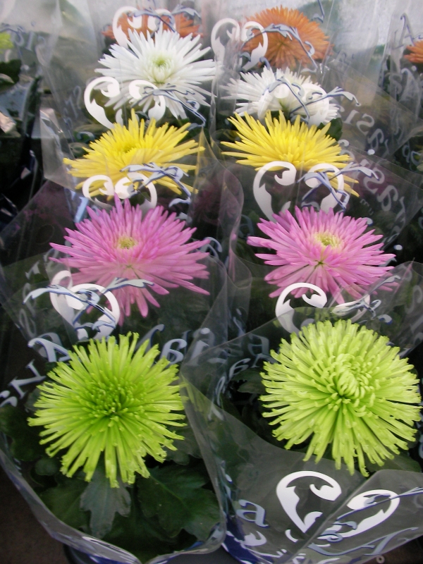 Хризантема (Chrysanthemum)