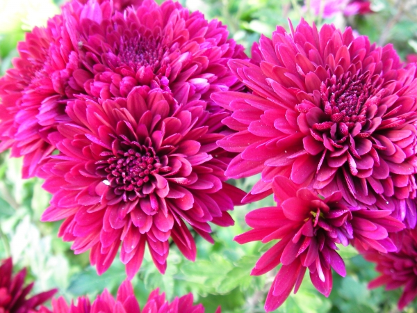 Хризантема (Chrysanthemum)