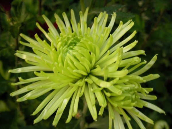 Хризантема (Chrysanthemum)