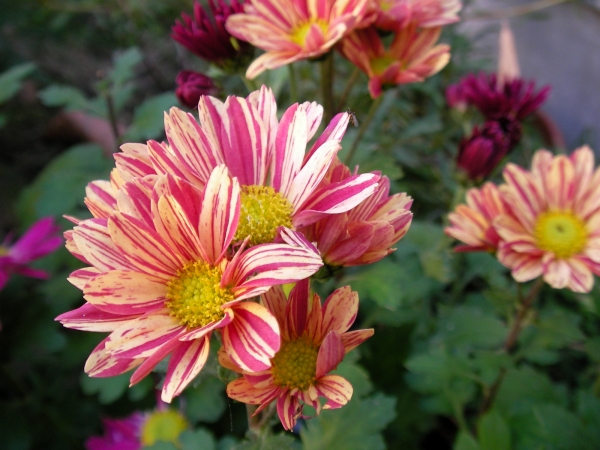 Хризантема (Chrysanthemum)