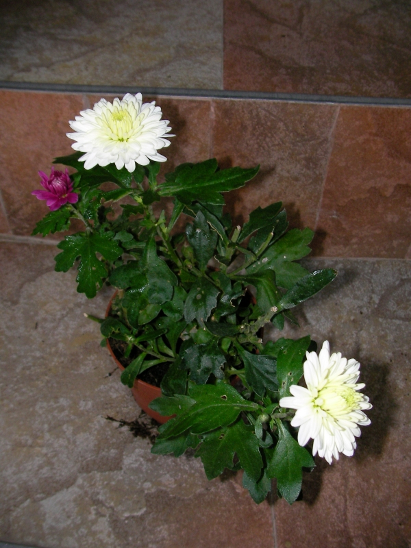 Хризантема (Chrysanthemum)