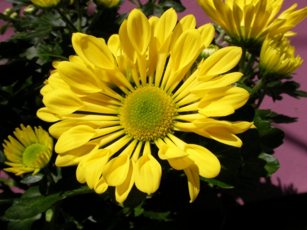 Хризантема жълта (Chrysanthemum)