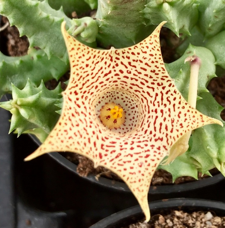 Хуерния (Huernia hallii PVB3529)