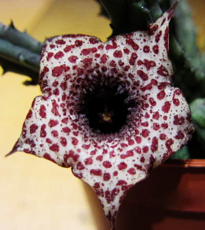 Хуерния (Huernia hislopii)
