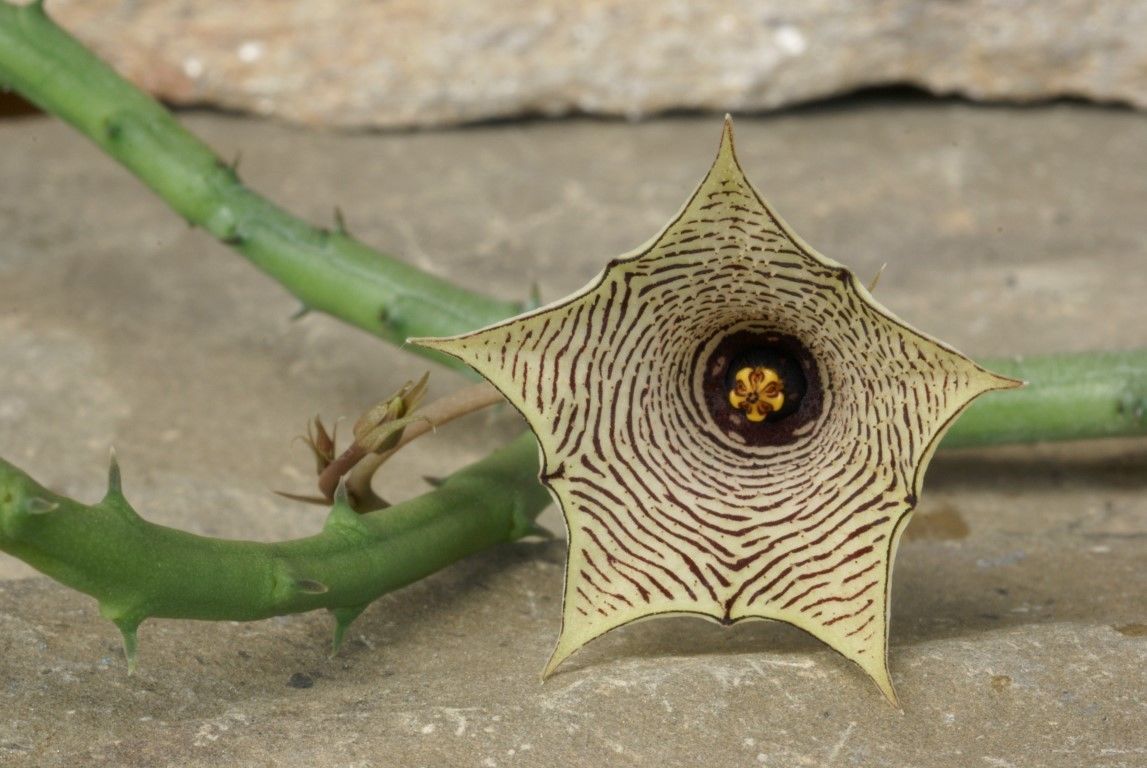 Хуерния (Huernia leachii)