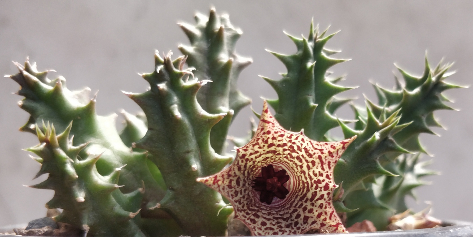 Хуерния (Huernia nouhuysii)