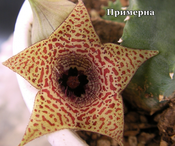 Хуерния (Huernia Piersii)