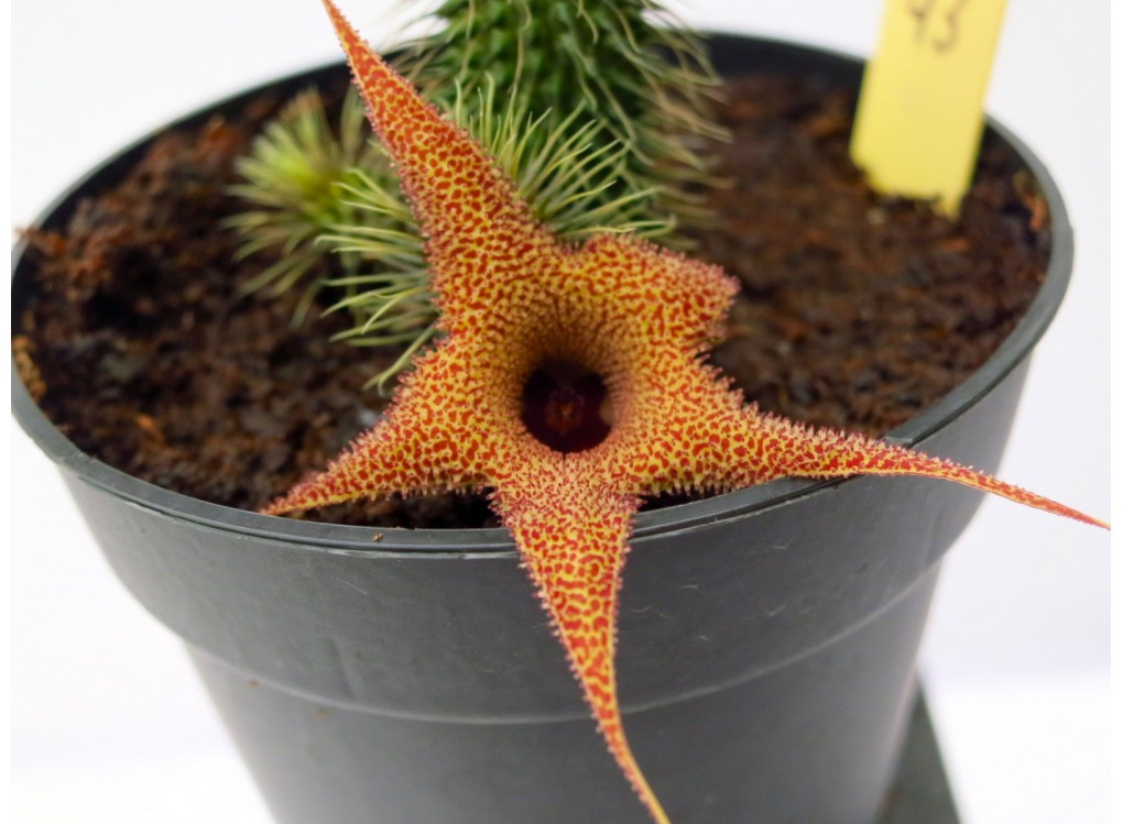Хуерния (Huernia pillansii asyura)