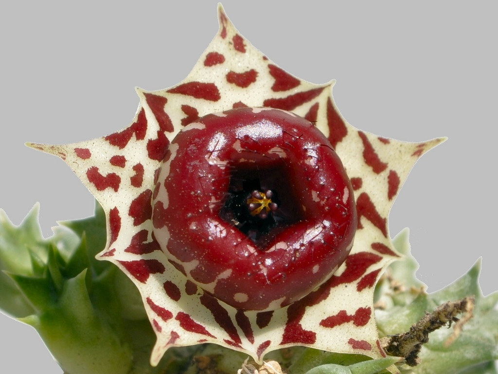 Хуерния (Huernia plowesii)