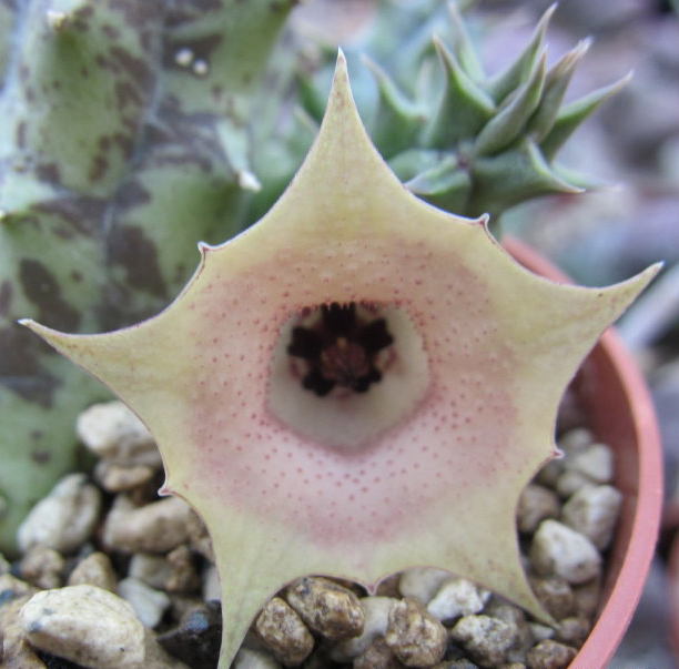 Хуерния (Huernia rosea)