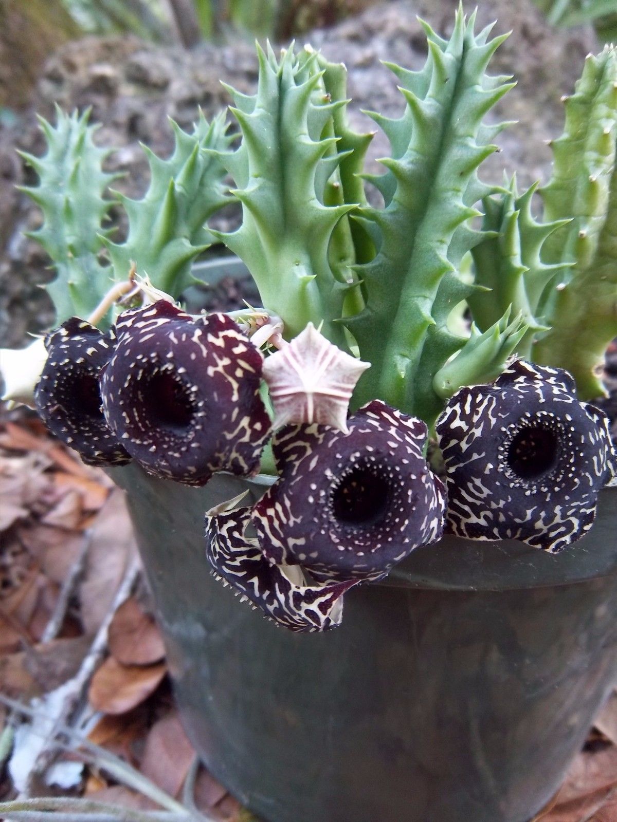 Хуерния (HUERNIA SAUDI ARABICA HYBRID)
