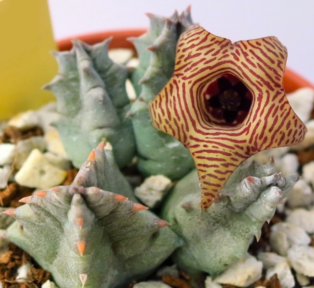 Хуерния (Huernia striata)
