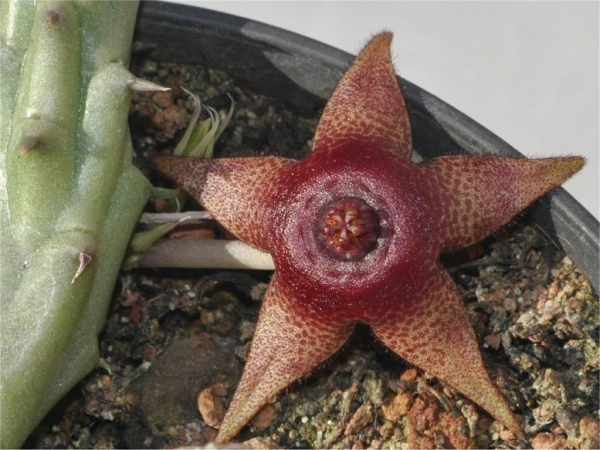 Хуерния (Huernia tanganyikensis)