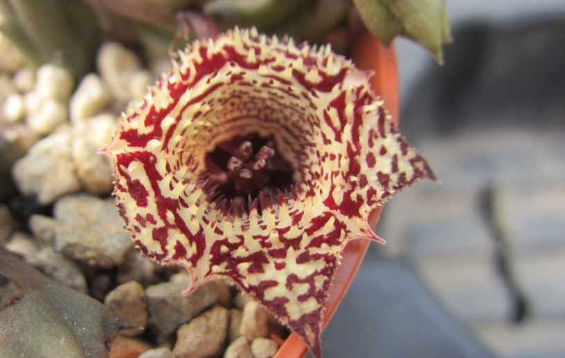 Хуерния (Huernia volkartii Makhatini)
