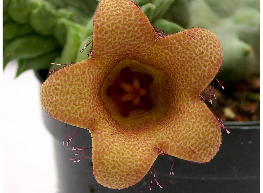 Хуерния (Huernia Whitesloanea crassa X Huerniopsis decipiens)