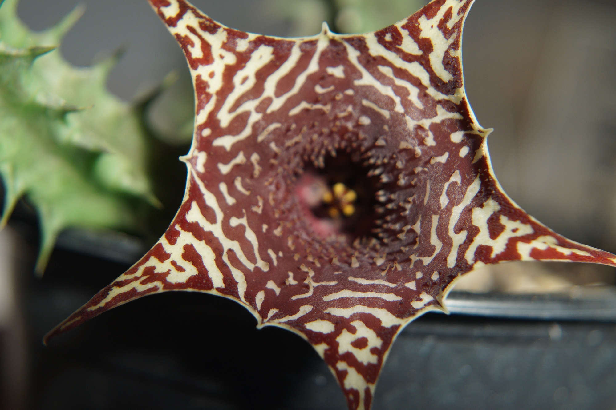 Хуерния (Huernia zebrina magniflora x H. saudiarabica)