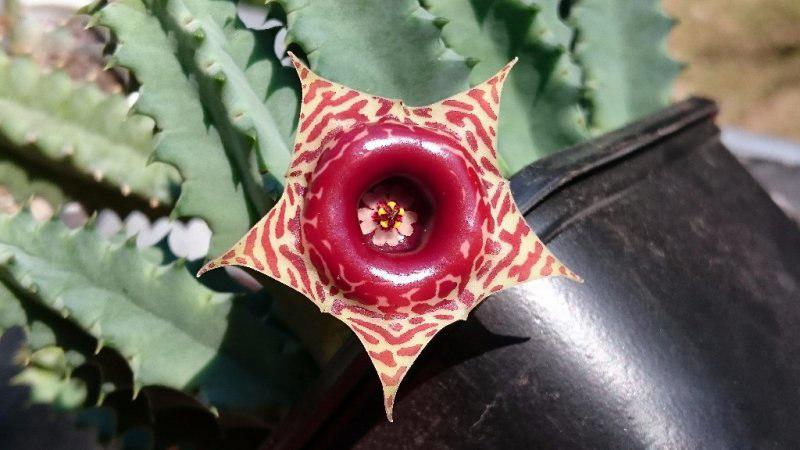 Хуерния (Huernia Zebrina subsp. Zebrina)