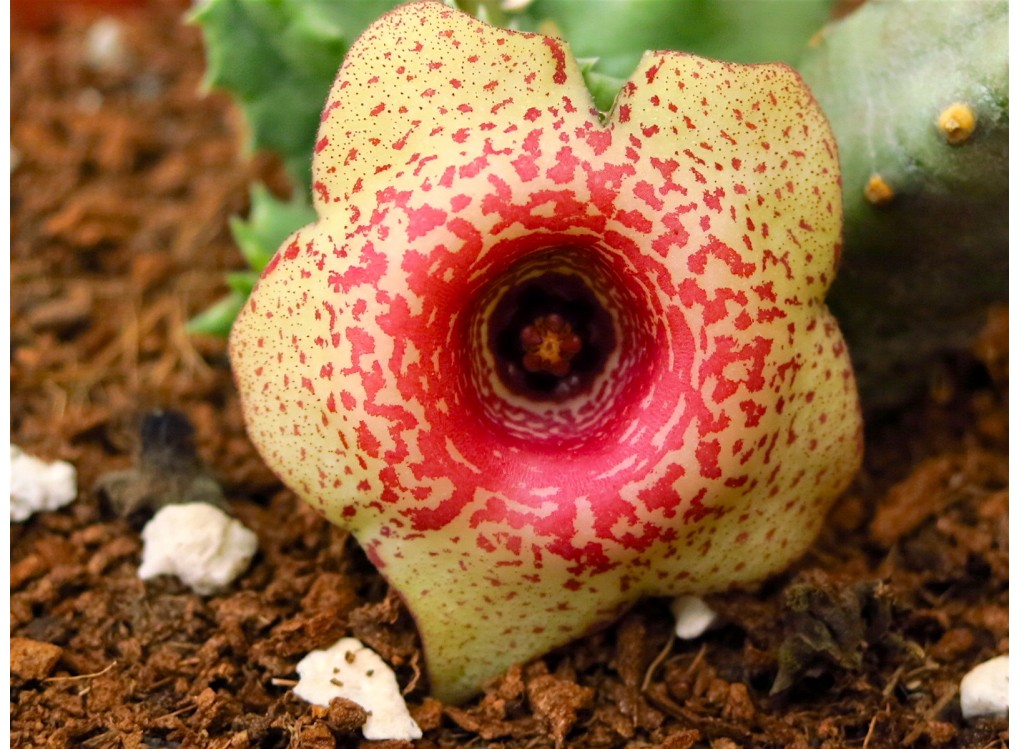 Хуерния хумилис (Huernia humilis PVB5971)