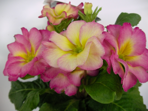 Иглика едроцветна (Primula vulgaris SUZE)