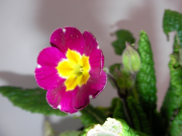 Иглика градинска (Primula)