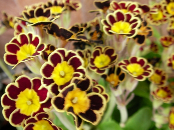 Иглика градинска Примула (Primula)