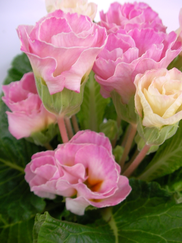 Иглика кичеста (Primula vulgaris Bellerose)