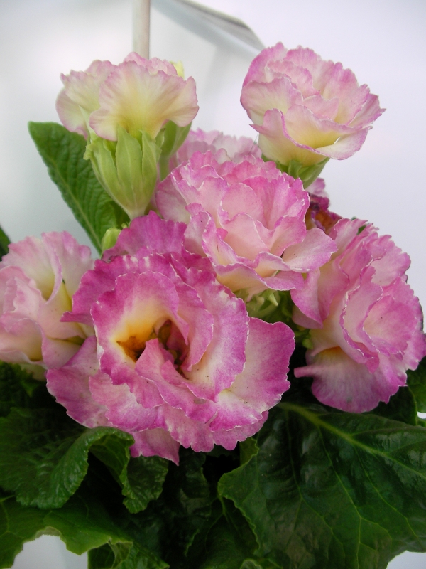 Иглика кичеста (Primula vulgaris SUZE)