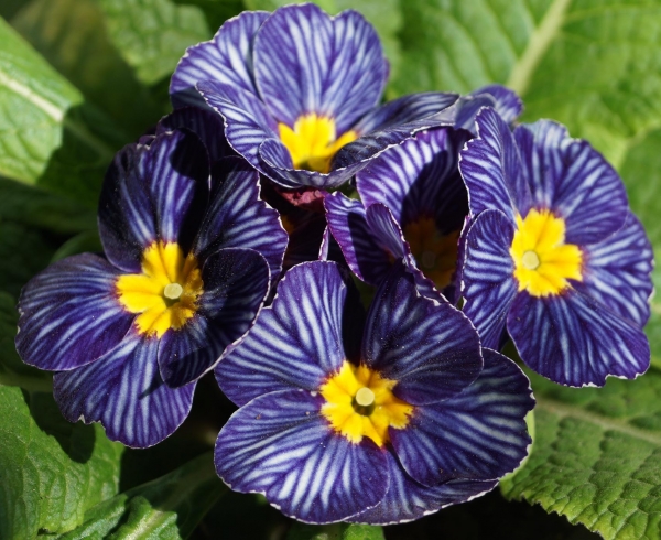 Иглика (Primula)