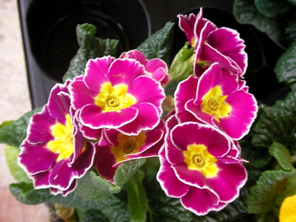 Иглика примула бордо с бял кант (Primula)