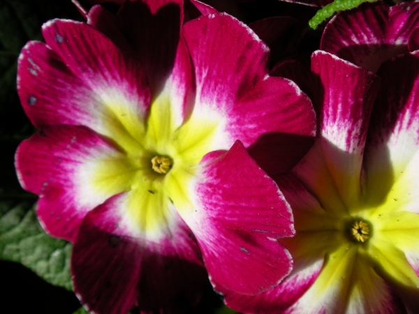 Иглика примула (primula)
