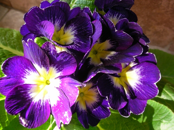 Иглика примула (Primula)