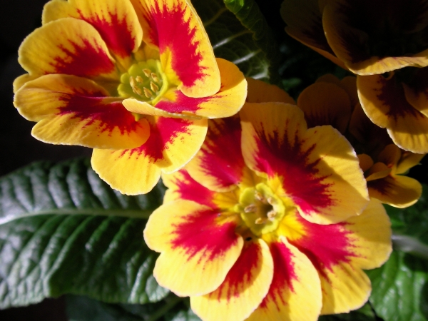 Иглика примула (Primula)