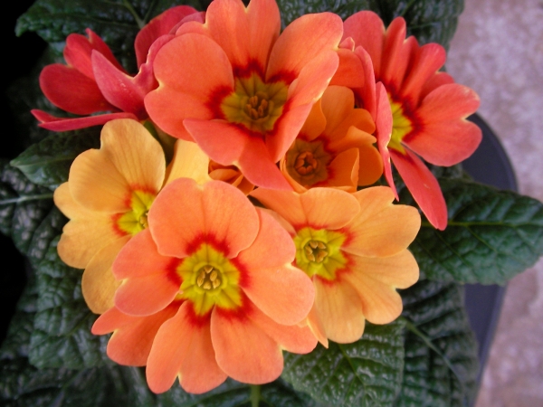 Иглика примула (Primula)